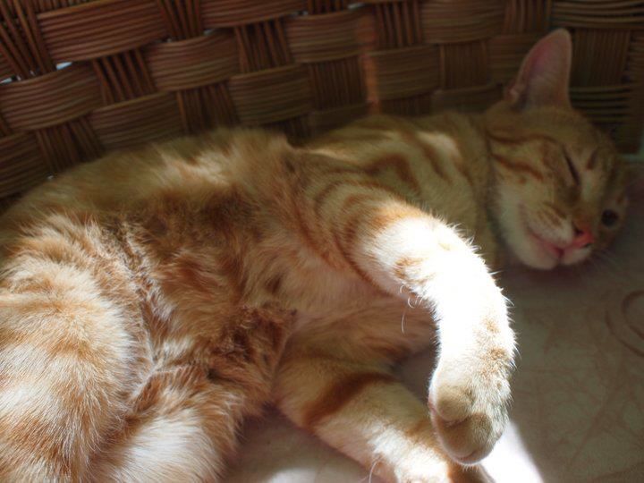 ご相席よろしいでしょうか？