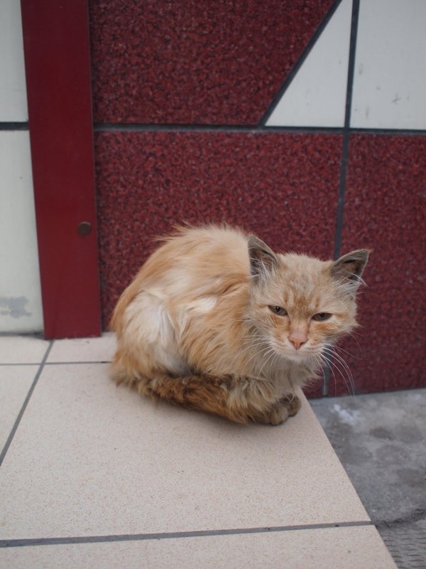 魚にしますか？肉にしますか？