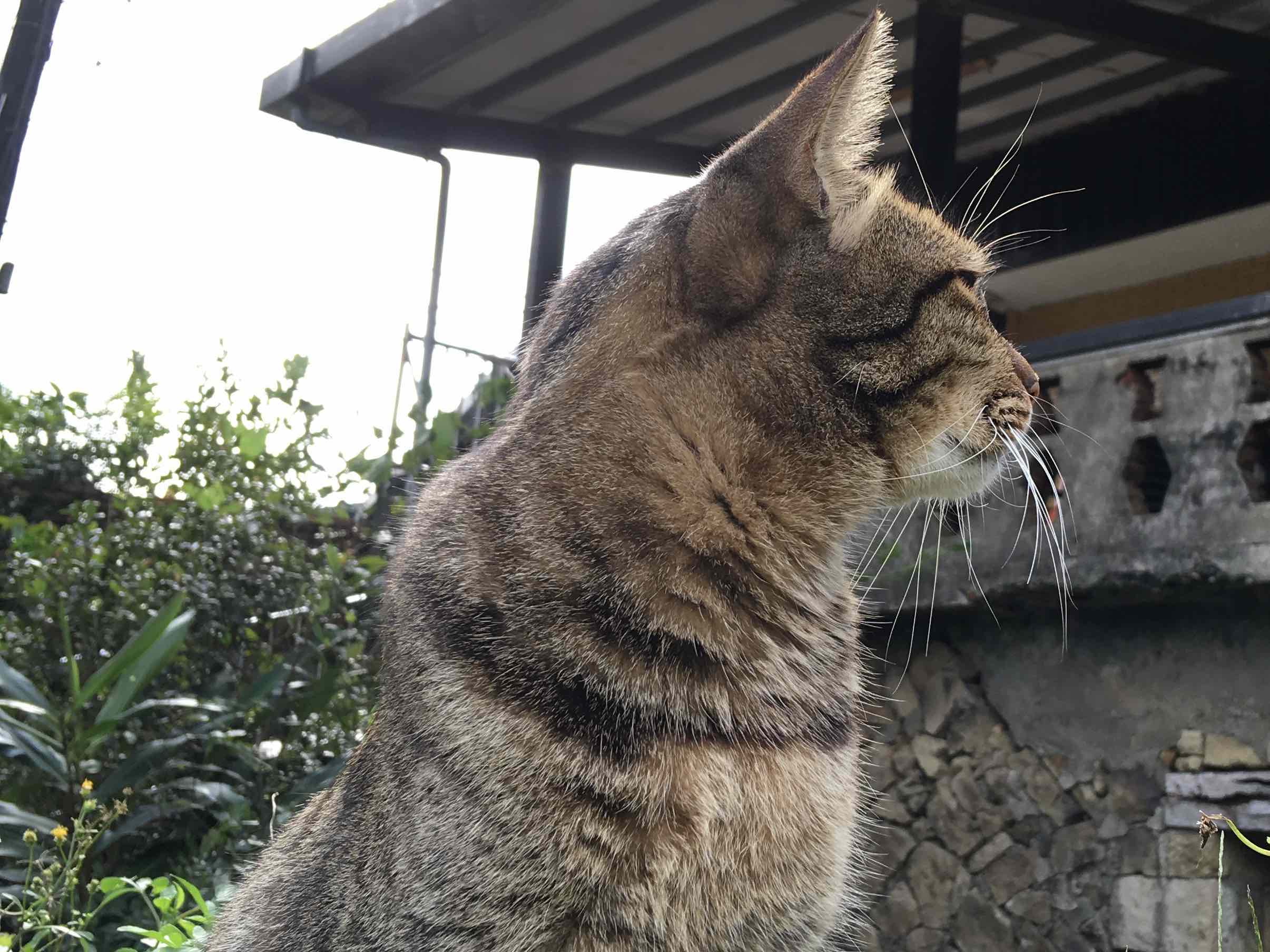 2018.10 台湾猫めぐり旅行記