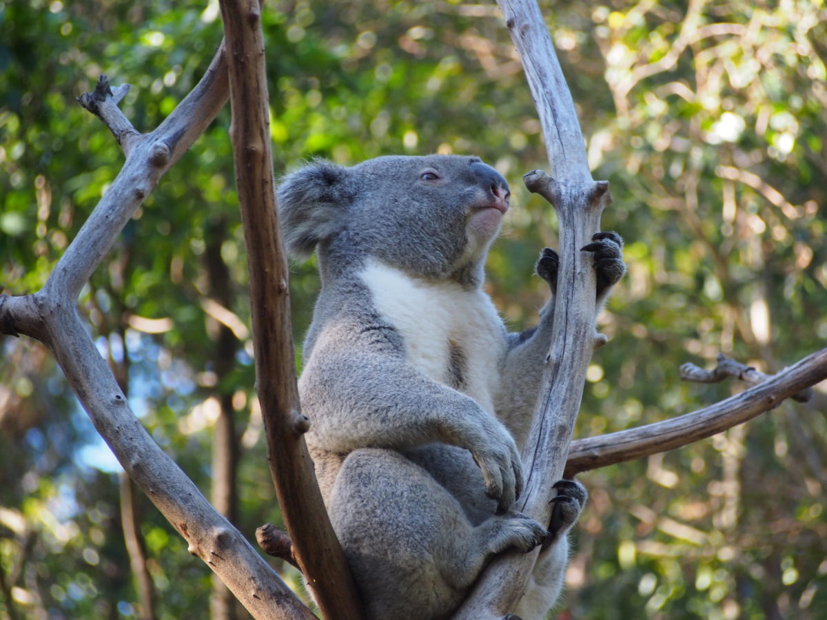 2019.5 AUS＆NZ3 タロンガ動物園